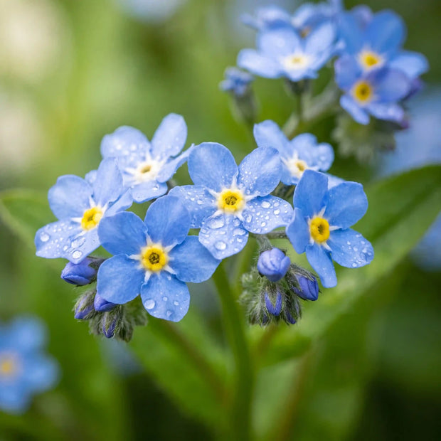 Blue forget-me-not flowers with raindrops symbolizing lasting remembrance