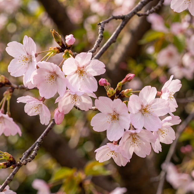 Pink cherry blossoms representing the beginning of a shared story with a pet