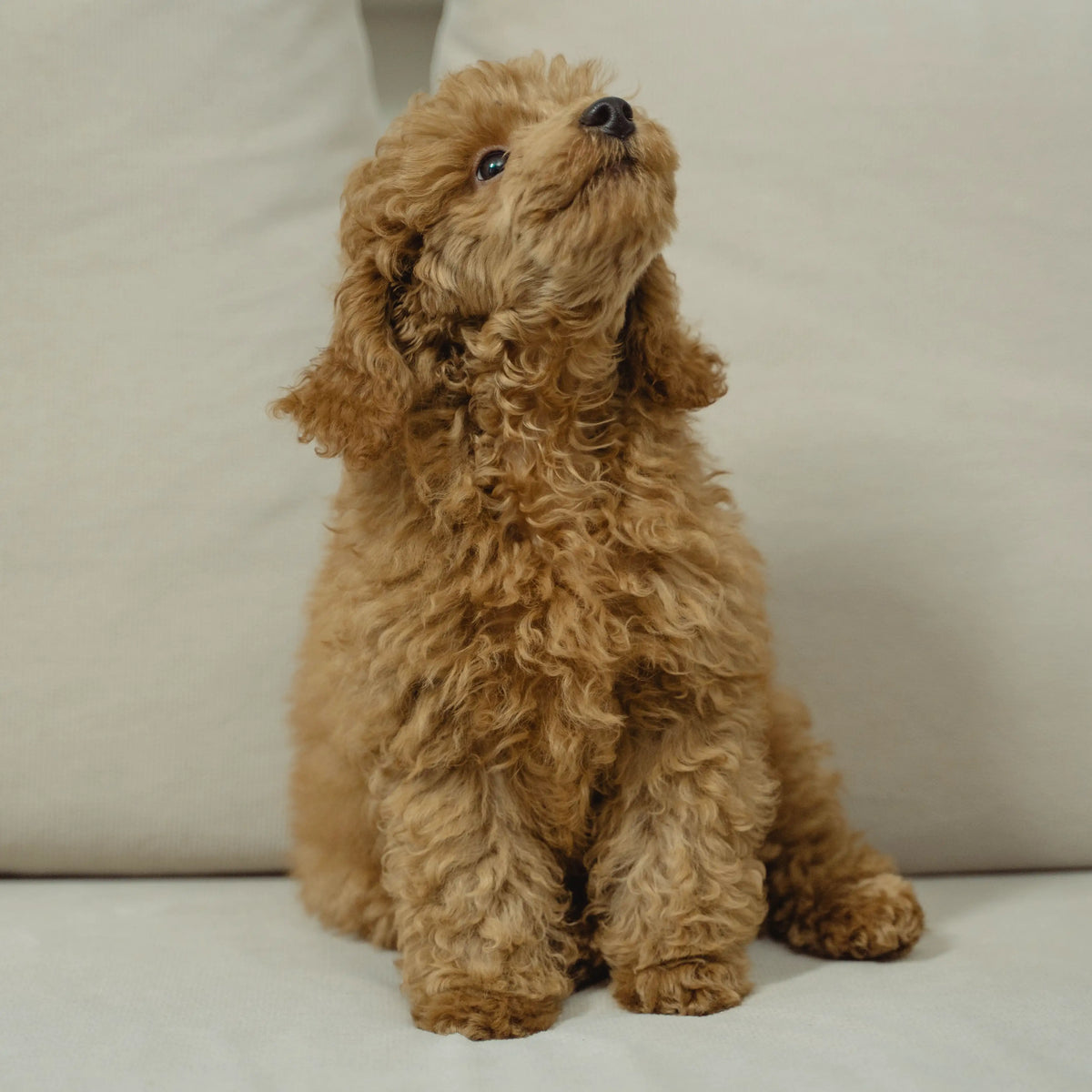Apricot poodle sitting on a light-colored sofa and looking upward.