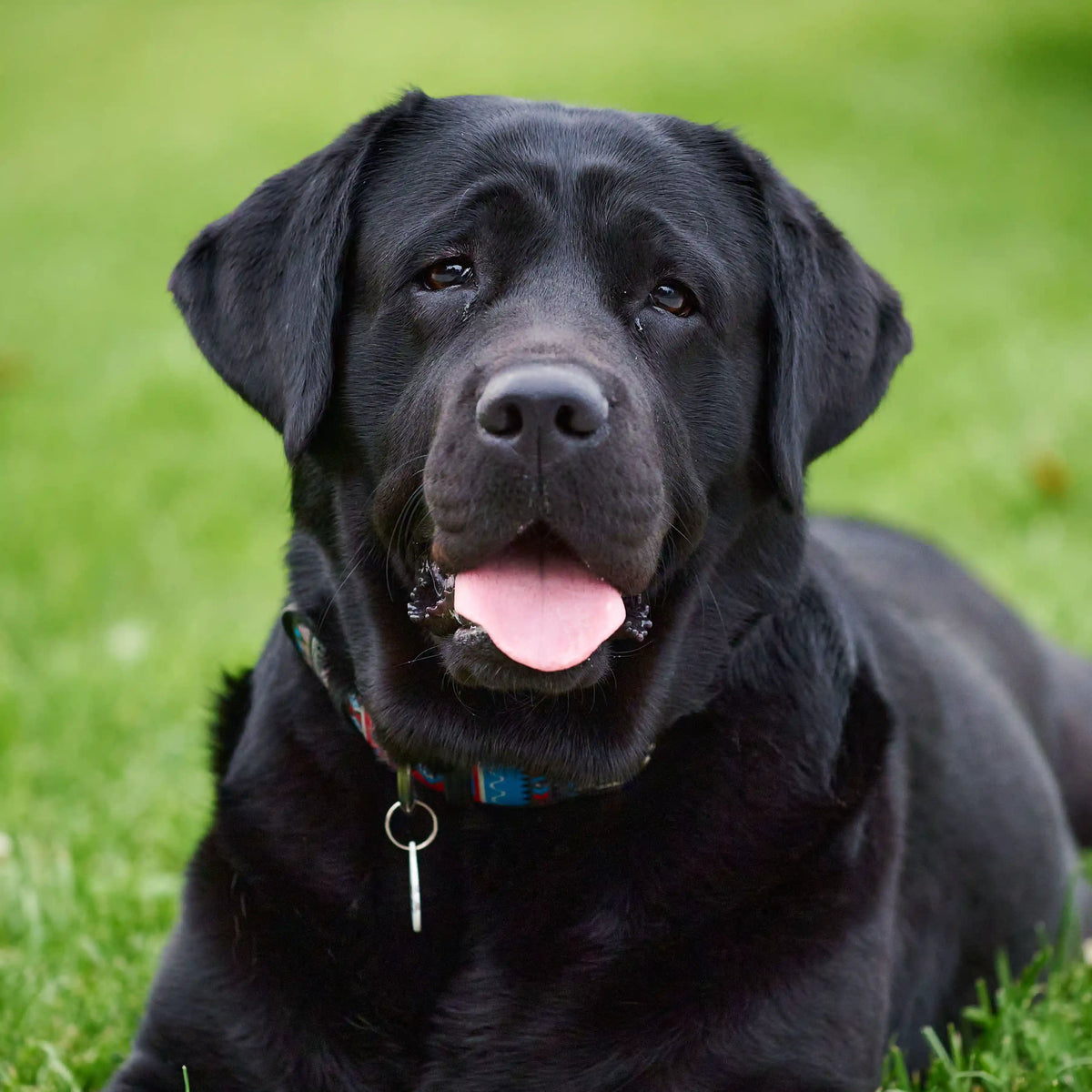 Black Labrador sitting on grass wearing a colorful collar with its tongue out.