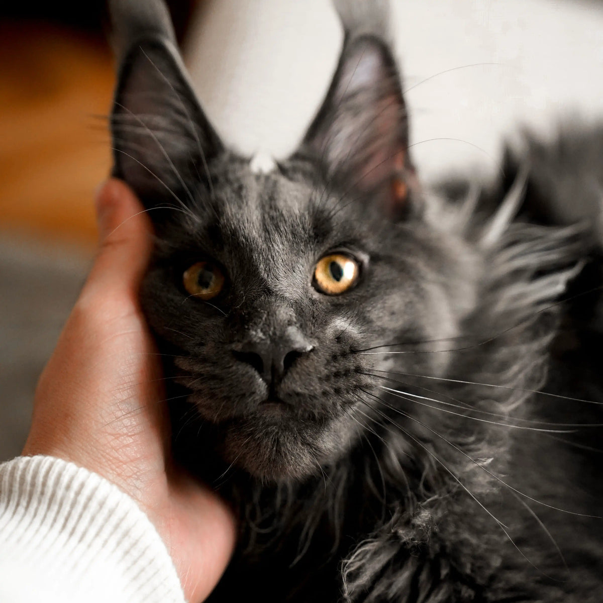 Black Maine Coon cat with golden eyes being gently held, used for a personalized pet keepsake