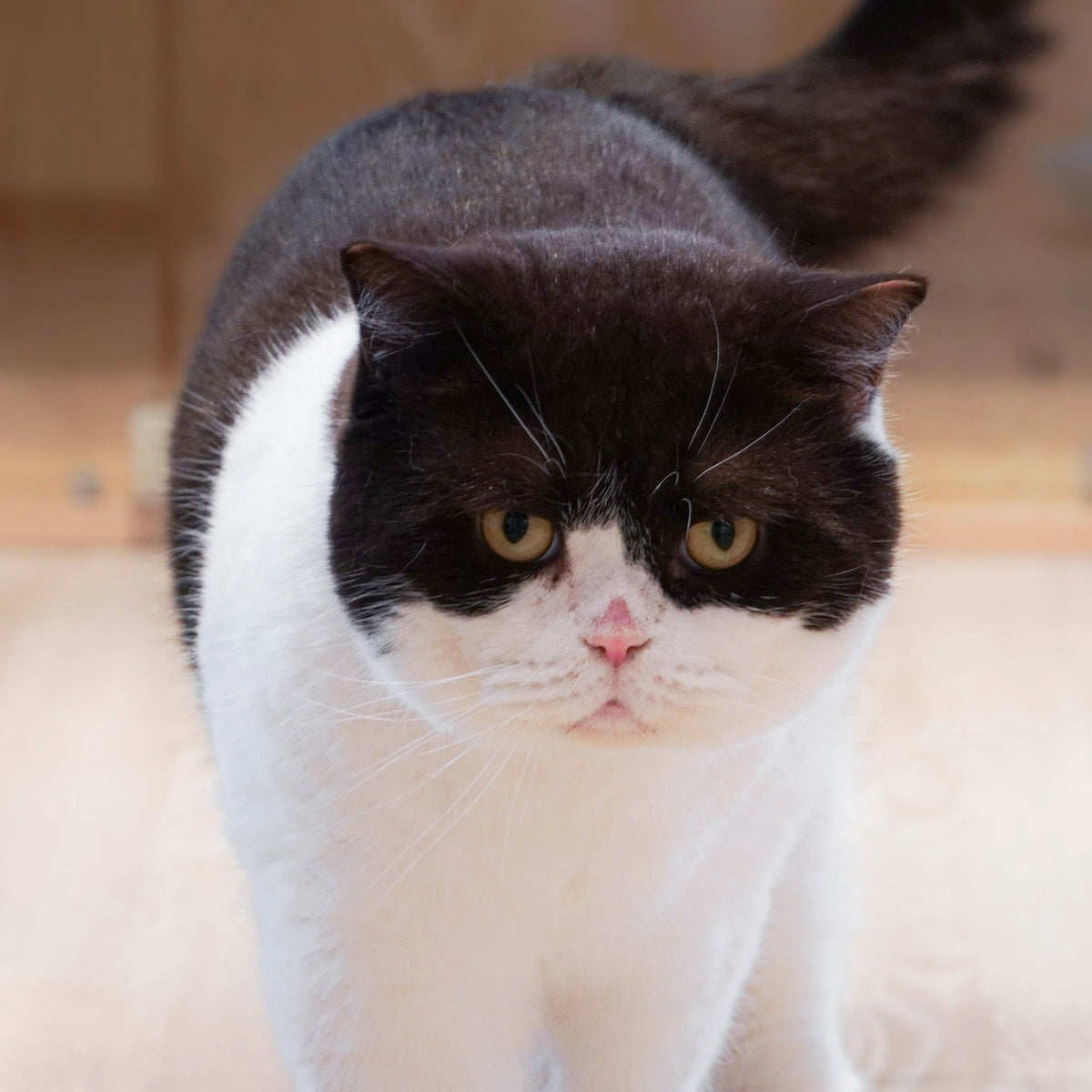 Black and white cat with golden eyes walking indoors, used for a personalized pet keepsake