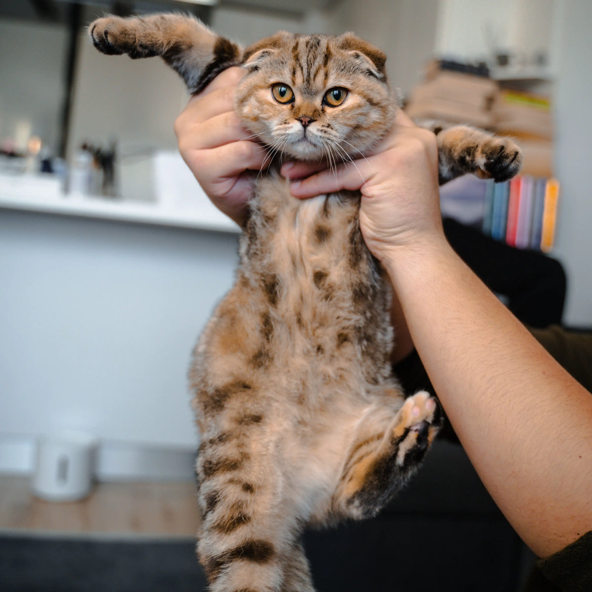 Brown Scottish Fold cat being held up indoors, used to create a personalized pet keepsake