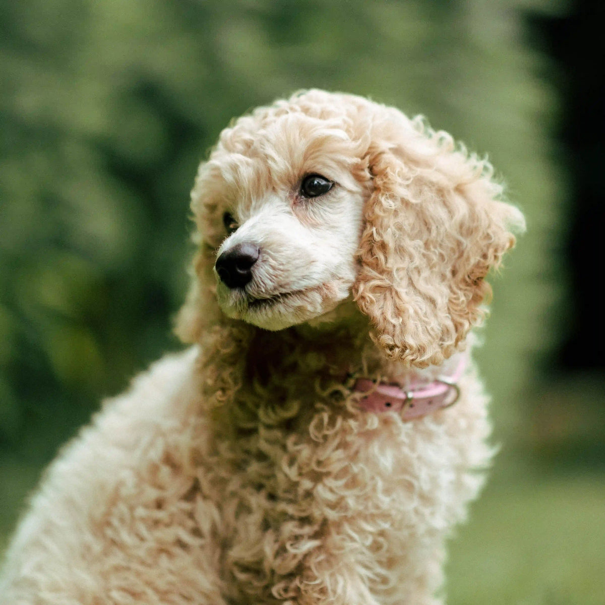 Cream curly-haired dog wearing a pink collar outdoors