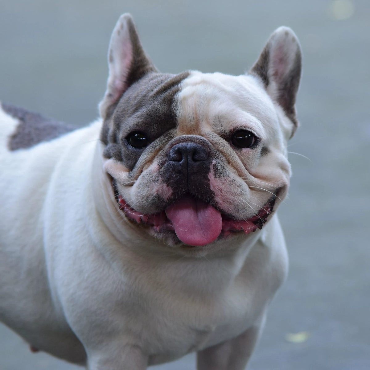- French Bulldog photo used for a personalized daisy pet keepsake