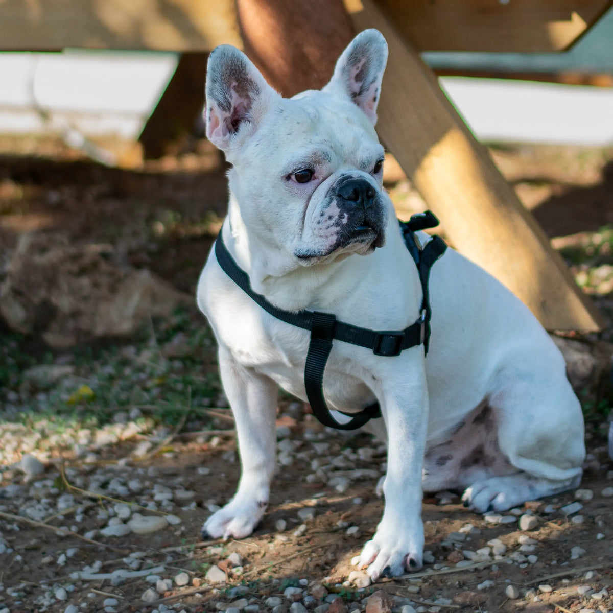 White French Bulldog wearing a black harness outdoors, used for a personalized pet keepsake example。