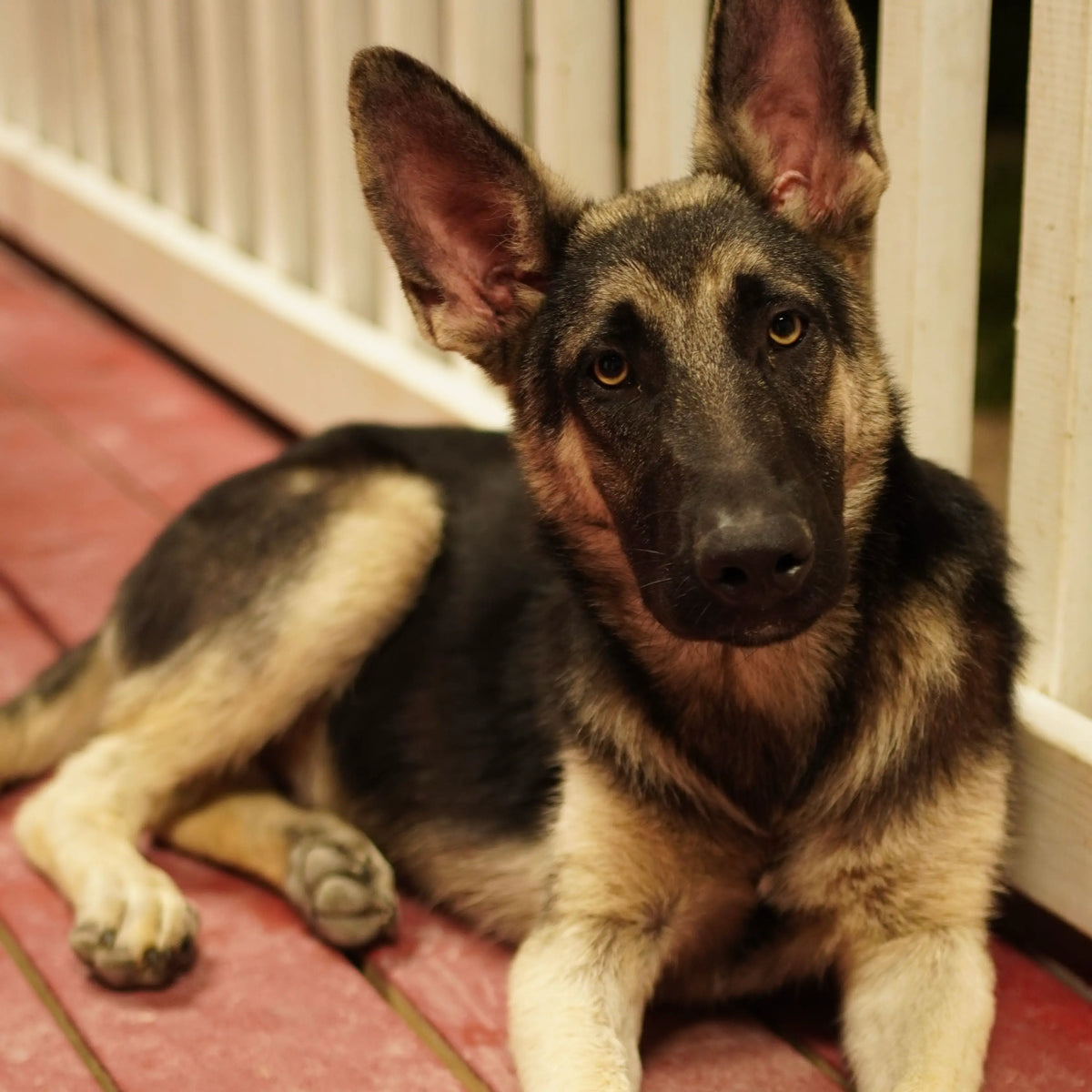 German Shepherd lying on a porch, used for a personalized forget-me-not pet memorial keepsake example.