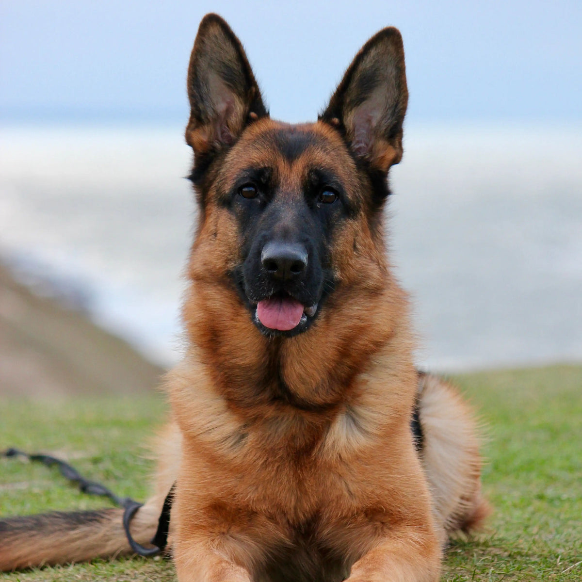 German Shepherd lying on grass, used as the original pet photo for a personalized YP Pets peony keepsake.