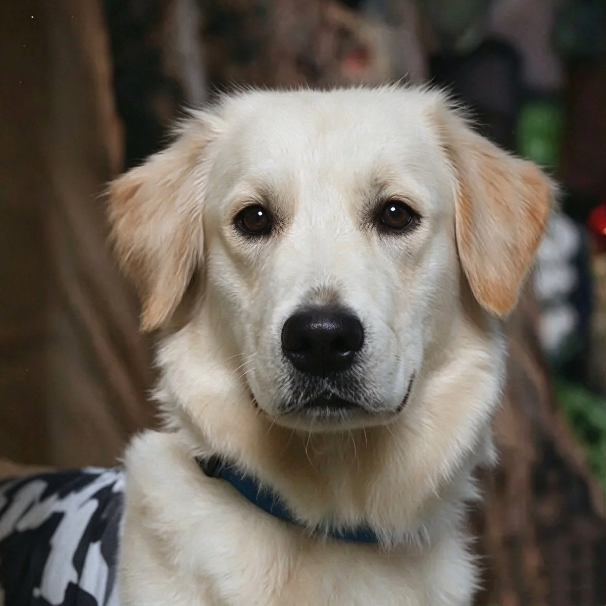 Original photo of a cream-colored golden dog used to create a personalized YP Pets memorial keepsake.