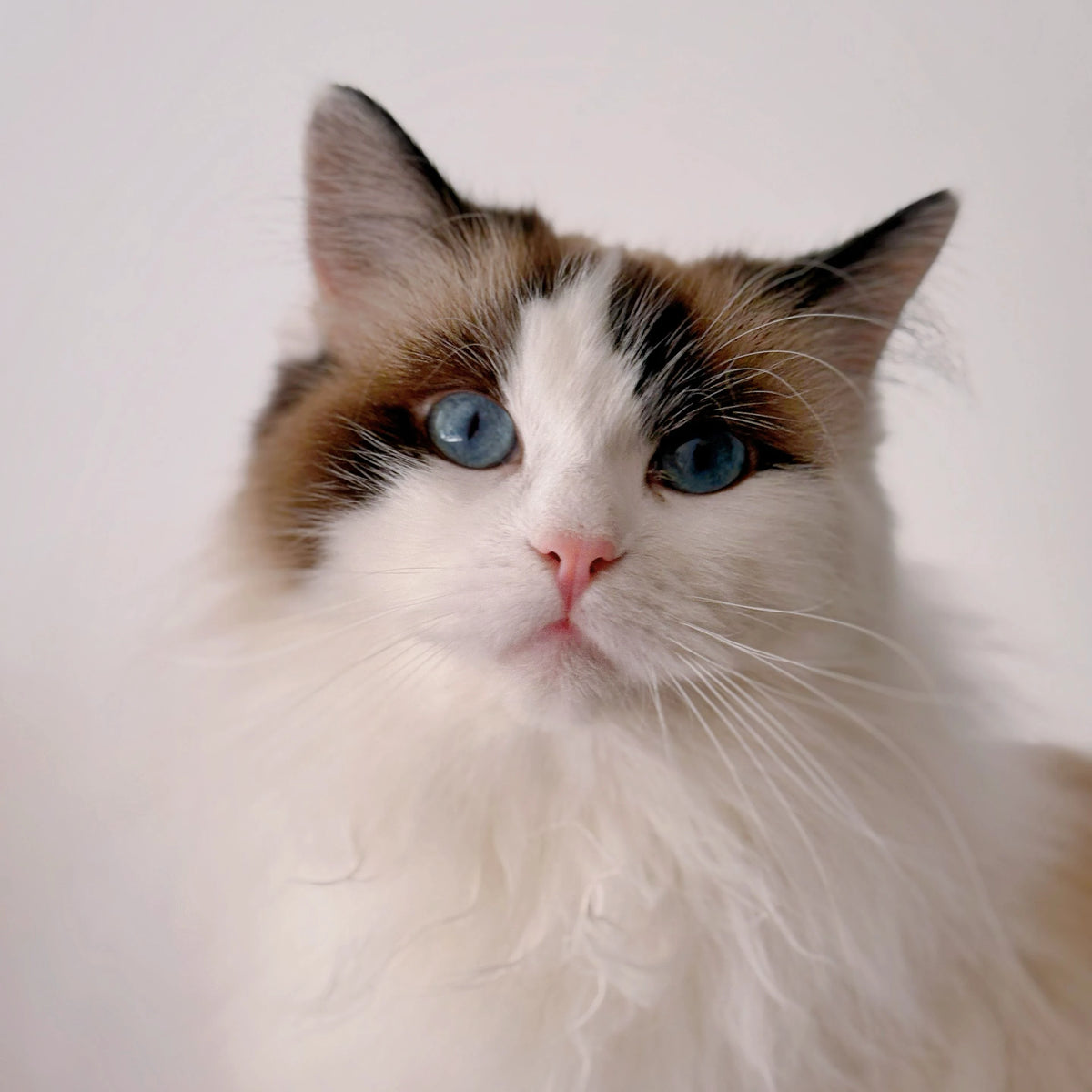 Ragdoll cat with blue eyes and long white and brown fur, used for a personalized pet keepsake