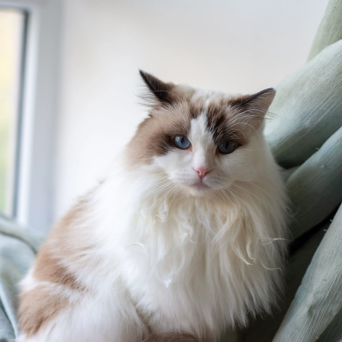 Blue-eyed Ragdoll cat with long white and cream fur sitting beside a window, used for a personalized pet keepsake