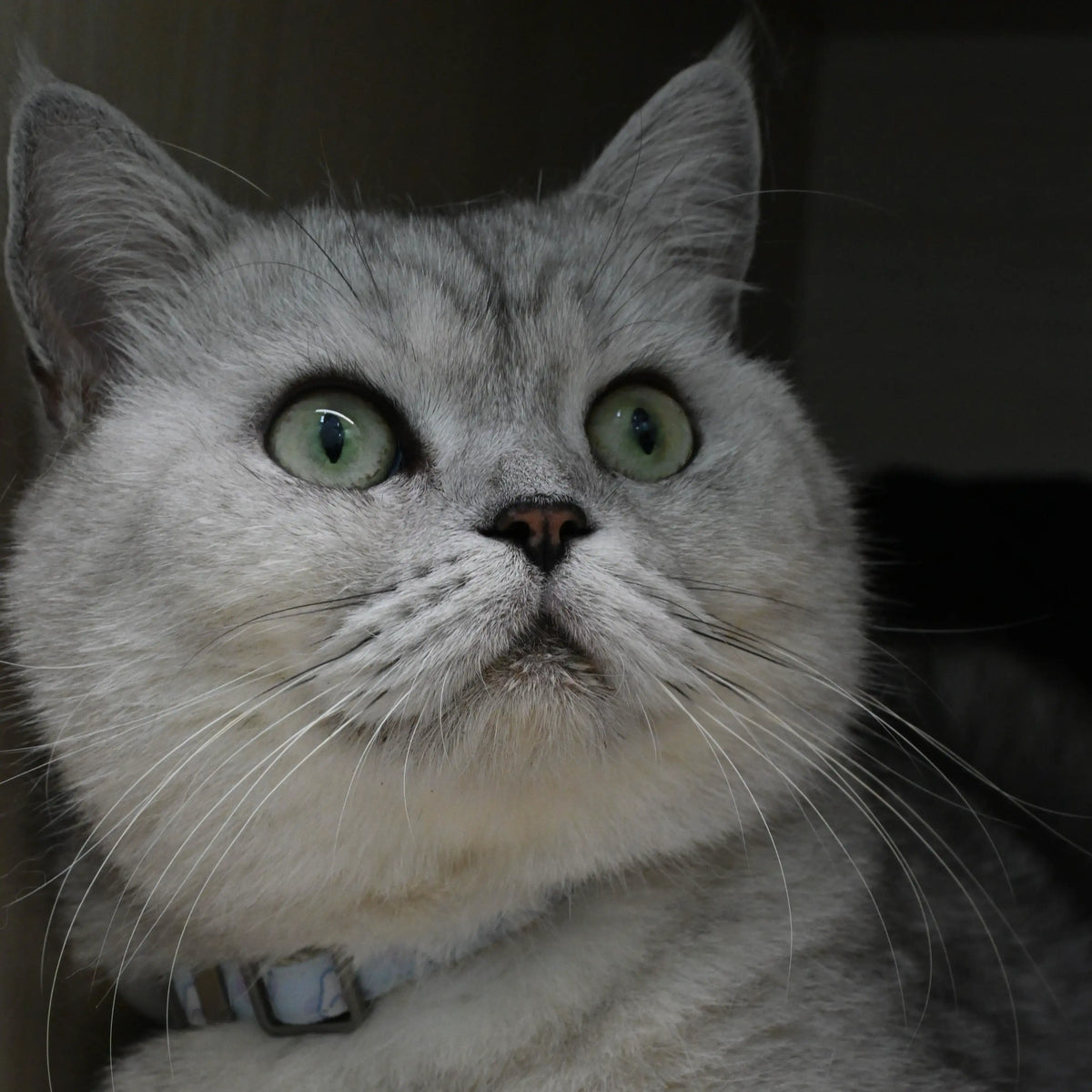 Silver gray cat with green eyes and collar, used for a personalized pet keepsake