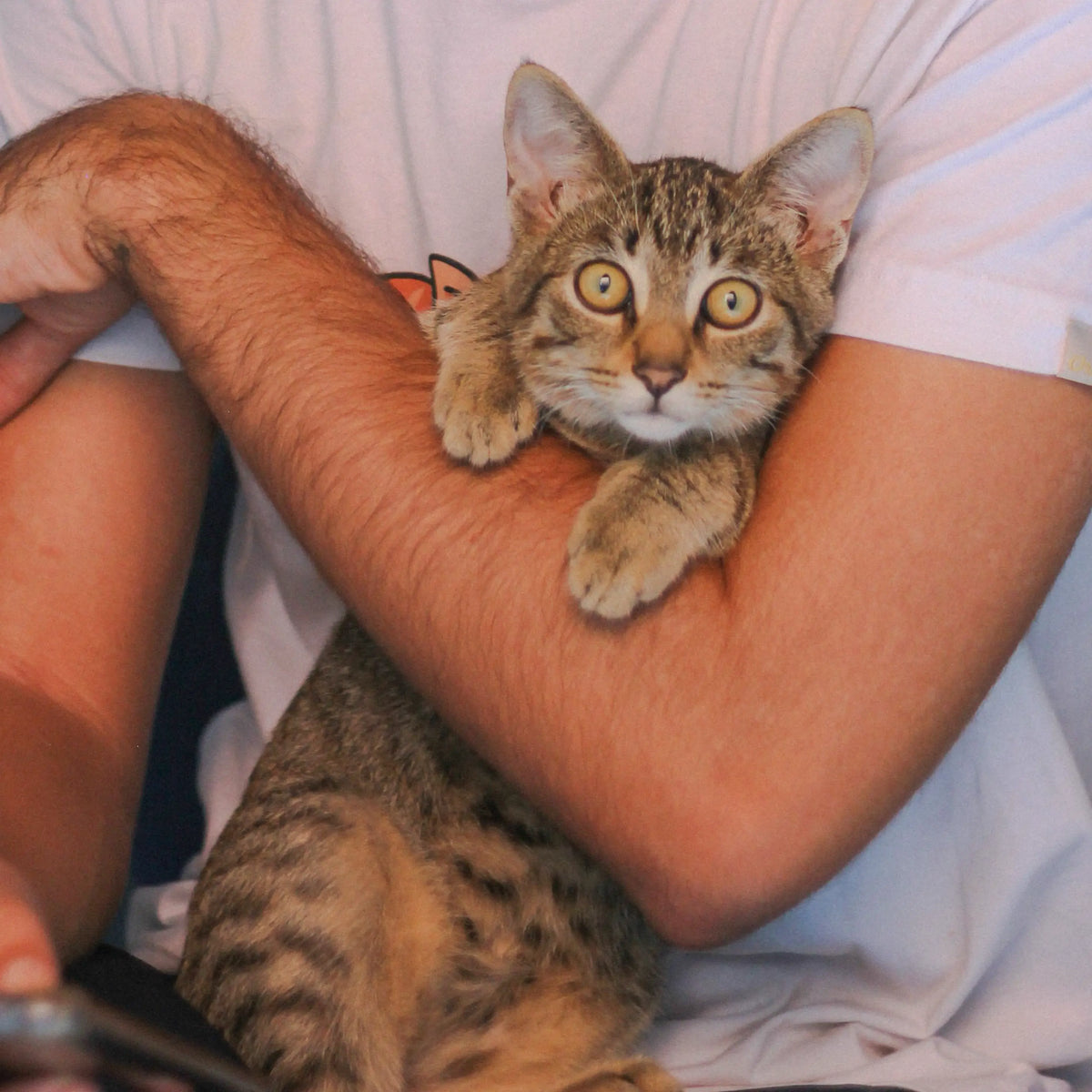 Brown tabby kitten being held in its owner’s arms, used for a personalized pet keepsake