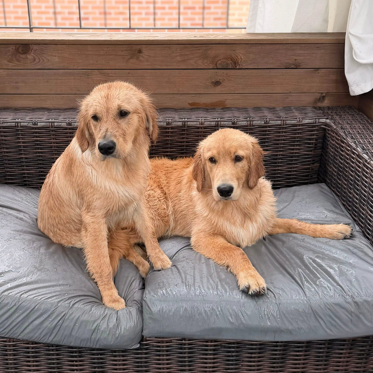 Two Golden Retrievers sitting together on an outdoor sofa.