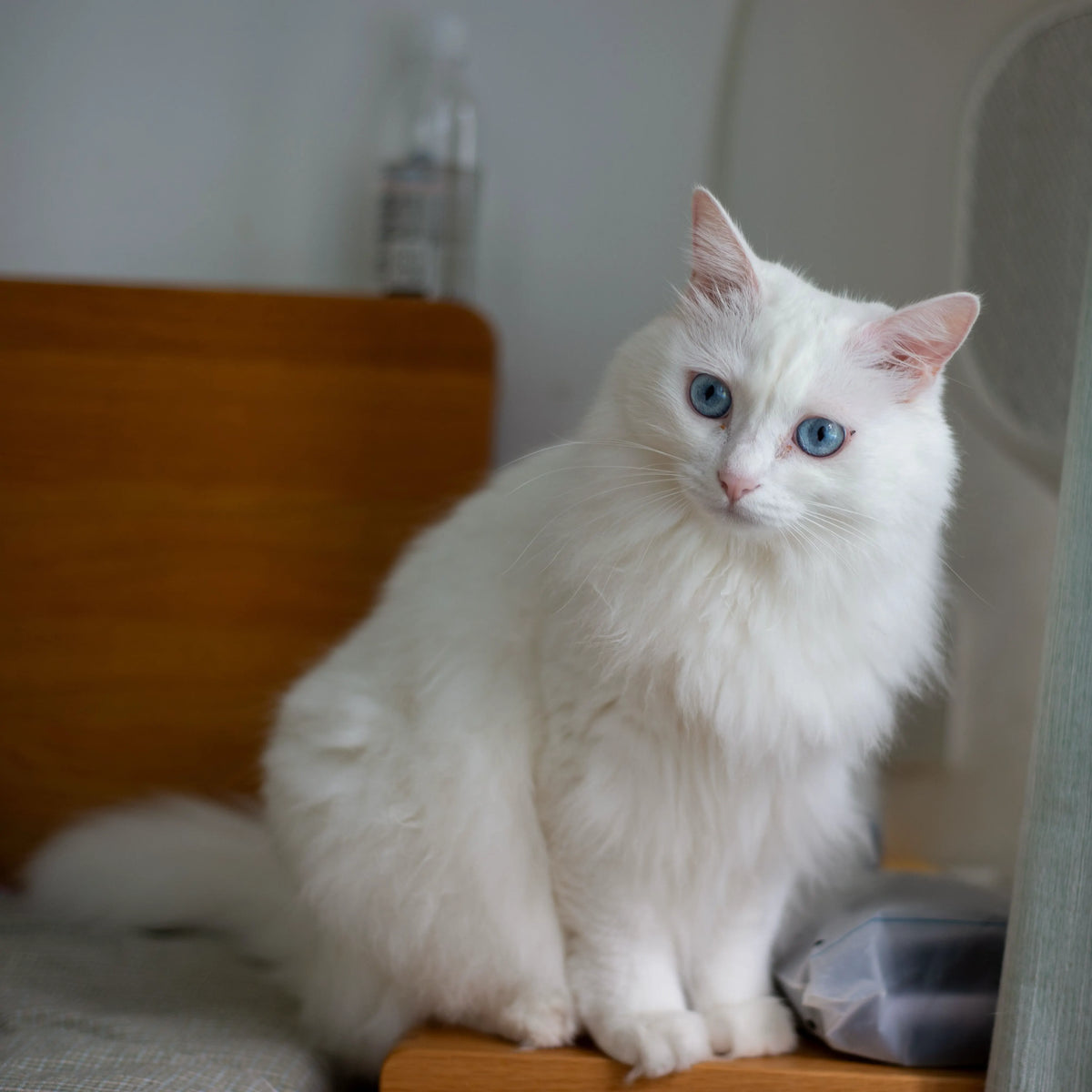 White long-haired cat with blue eyes sitting indoors, used to create a personalized pet keepsake