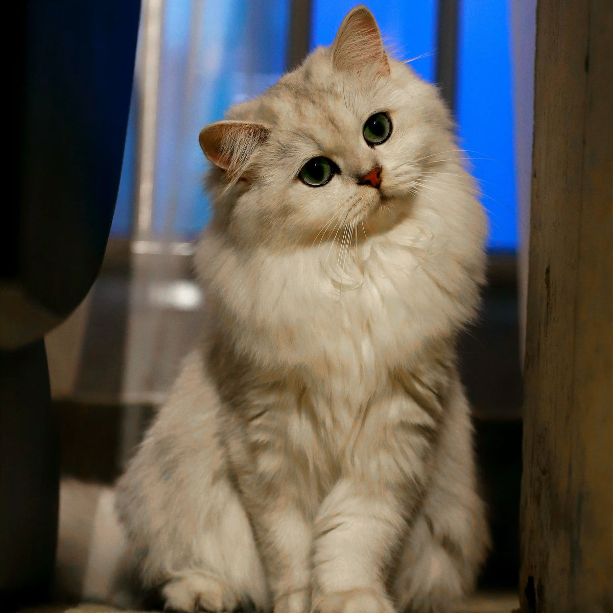 Fluffy white cat with green eyes tilting its head, used for a personalized pet keepsake