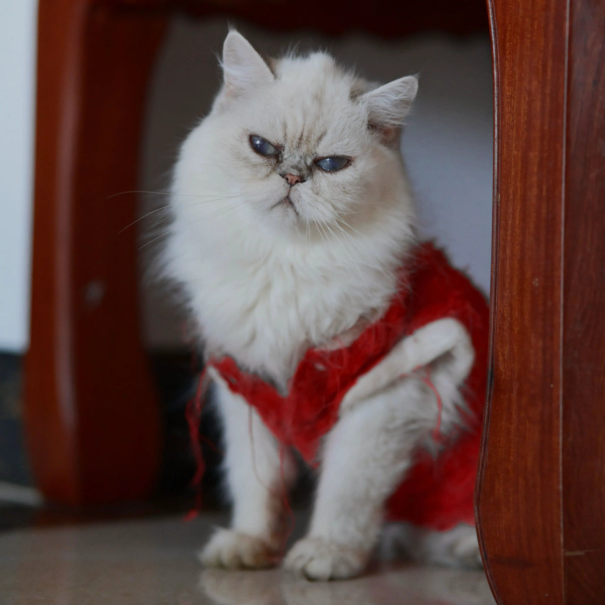 White Persian cat wearing a red outfit indoors, used for a personalized pet keepsake
